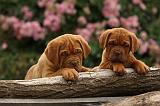 DOGUE DE BORDEAUX 335